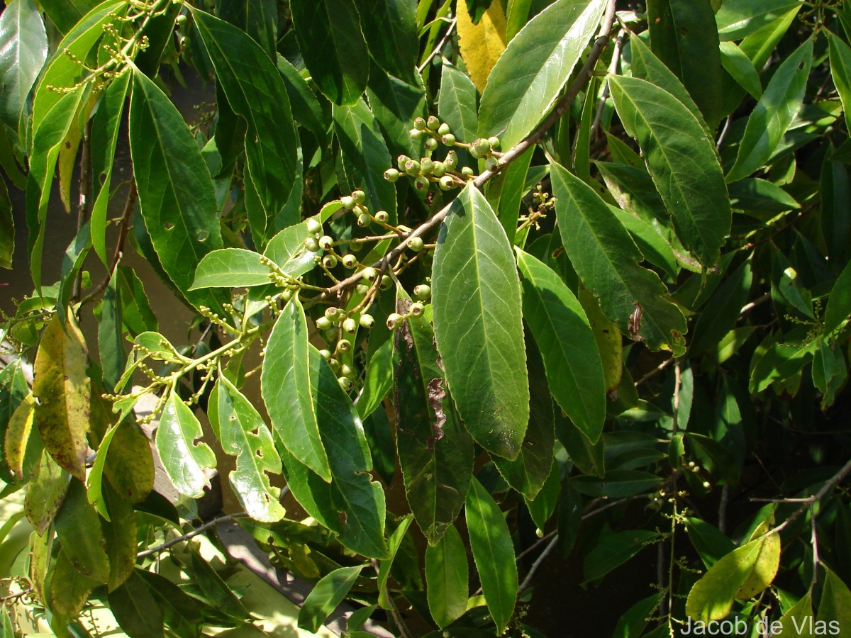 Symplocos acuminata (Blume) Miq.